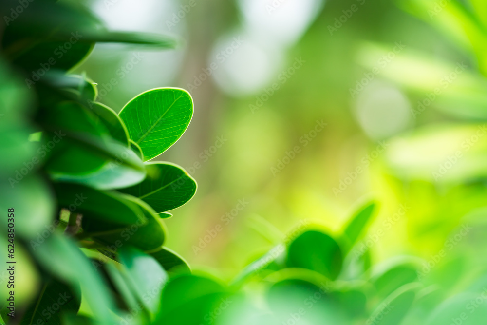 Closeup nature view of green leaf on sunlight using as background and fresh ecology wallpaper concept Closeup nature view of green leaf on sunlight using as background and fresh ecology wallpaper concept