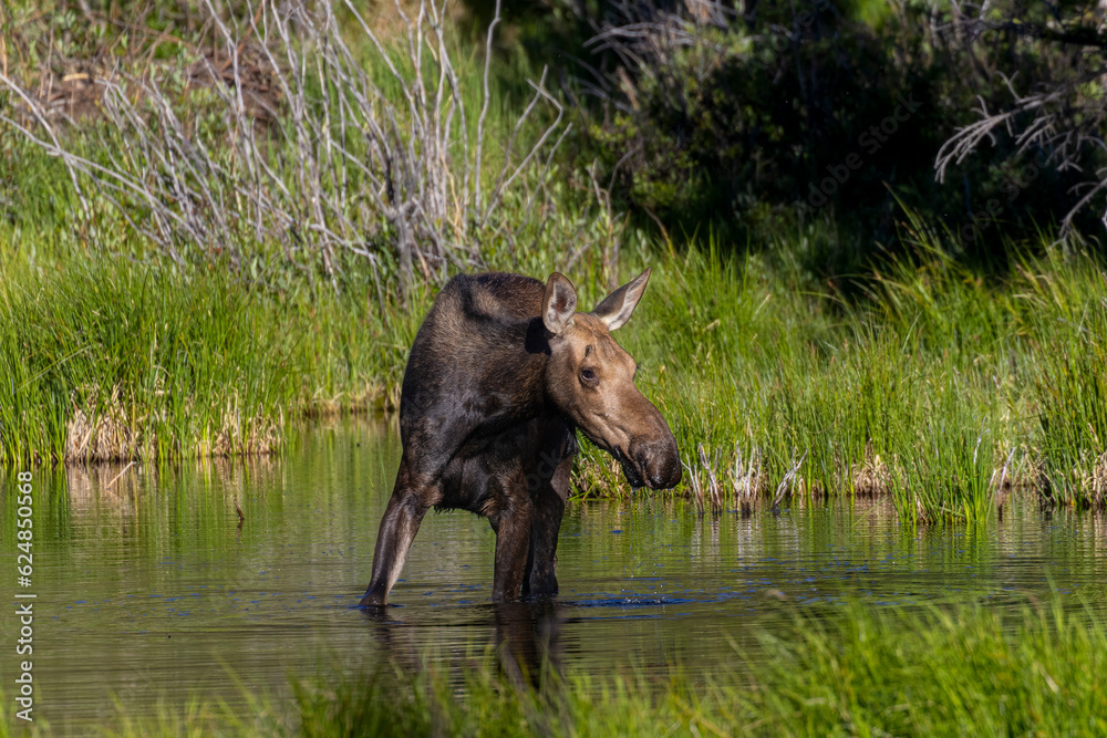 Moose Cow and Calf Moose Cow and Calf