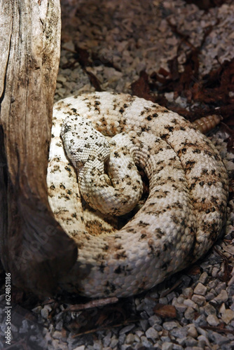 Southwestern speckled rattlesnake, crotalus mitchelli pyrrus, is a venomous pit viper species, endemic to the Southwestern United States and northern Mexico photo