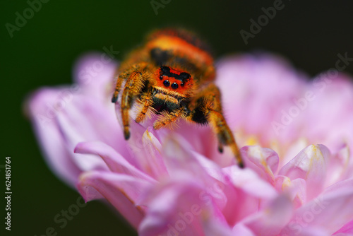 Jumping Spider, Phidippus regius on a flower photo