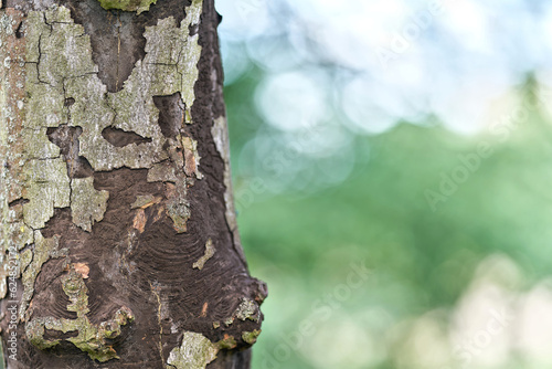 Rußrindenkrankheit verursacht durch den Pilz Cryptostroma corticale an einem abgestorbenen Bergahorn, Acer pseudoplatanus photo