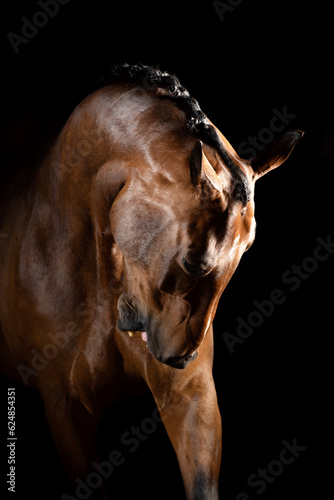 Portrait of dressage horse 