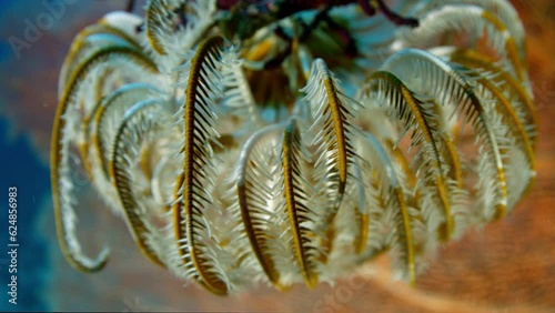 Feather star Crinoids in the tropical sea, WAKATOBI, Insonesia photo