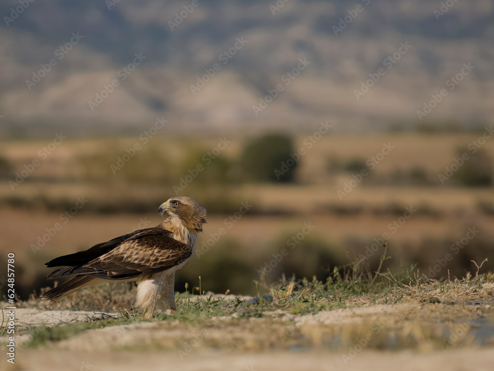 Fototapeta premium Booted eagle, Hieraaetus pennatus
