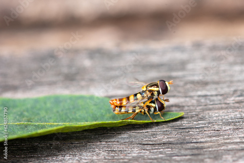 Mating insect, Eupeodes luniger is a common species of hoverfly.