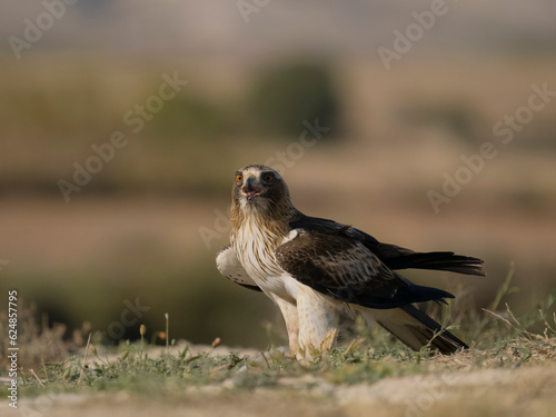 Booted eagle  Hieraaetus pennatus