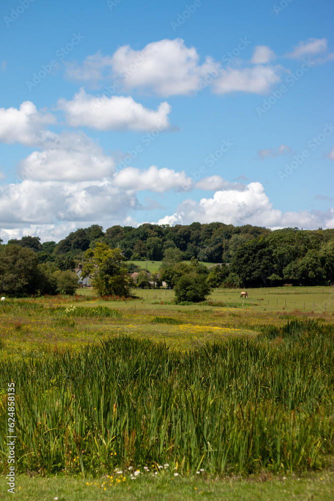 Field with long grass