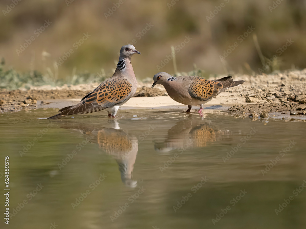 Fototapeta premium Turtle dove, Streptopelia turtur