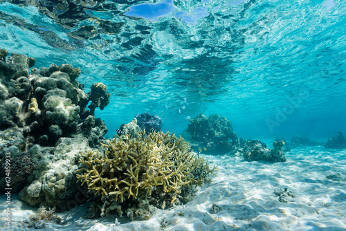 Foto Vista submarina de arrecife de coral en polynesia francesa agua cristalina