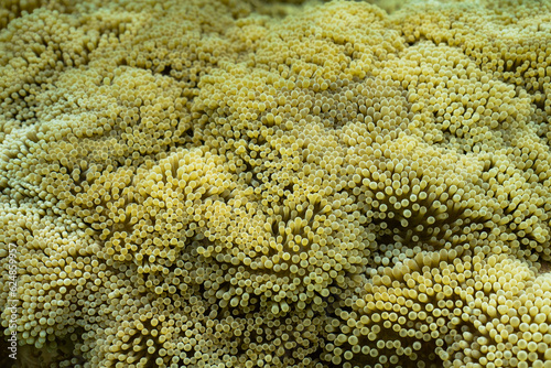 Vista submarina de arrecife de coral en polynesia francesa agua cristalina