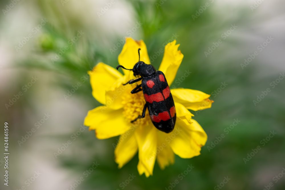 Close up of Mylabris pustulata or Hycleus pustulatus is a species of blister beetle in the family Meloidae found in South Asia. Close up of Mylabris pustulata or Hycleus pustulatus is a species of blister beetle in the family Meloidae found in South Asia.