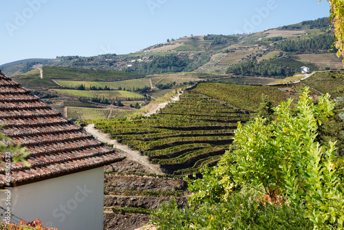 Paisagem em Socalcos no Rio Douro photo