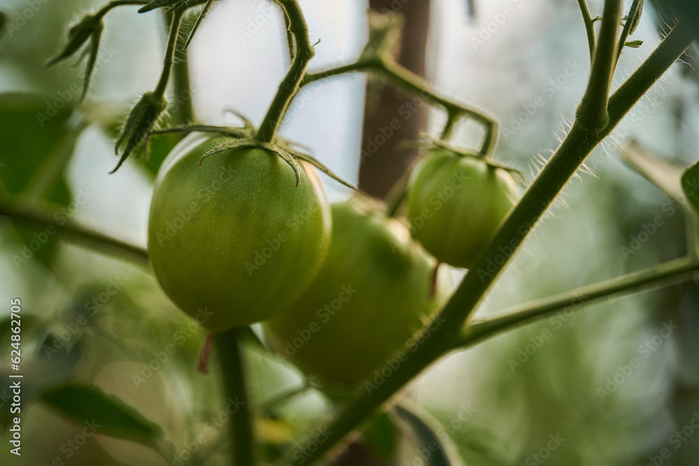Ripening tomatoes in a greenhouse Ripening tomatoes in a greenhouse