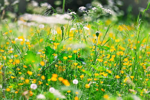 Wildflowers in bright yellow and green colors growing in summer meadow. Motion blur from wind movement. Flowers include buttercups, cow parsley or "Queen Annes Lace" and grasses. Dublin, Ireland 