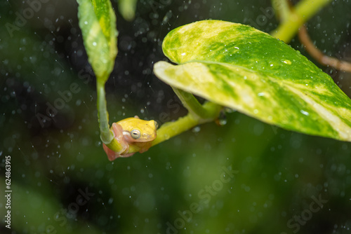 Cute action of mini golden frog, Philautus Vittiger on philodendron leaf