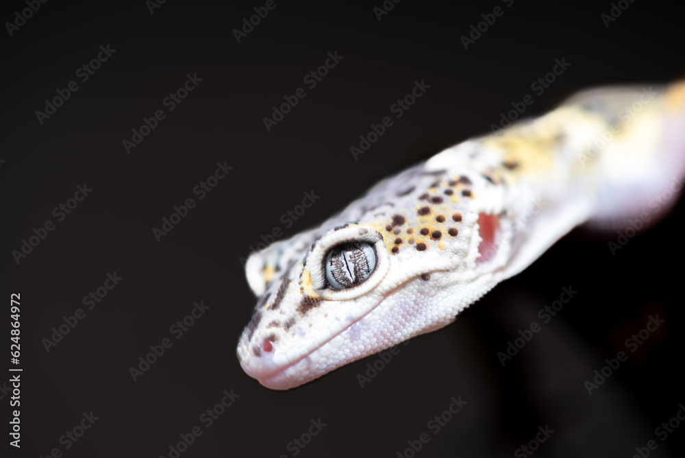 The leopard gecko or common leopard gecko, Eublepharis macularius is a ground dwelling lizard native to the rocky dry grassland and desert regions The leopard gecko or common leopard gecko, Eublepharis macularius is a ground dwelling lizard native to the rocky dry grassland and desert regions