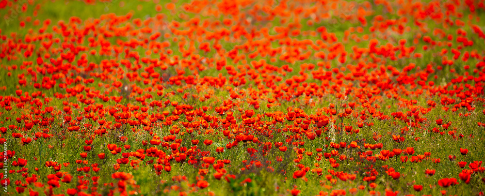 Spring, field of poppy flowers. The concept of the freshness of the morning nature. Spring landscape of red wildflowers. Beautiful landscape, pnorama long banner. Spring, field of poppy flowers. The concept of the freshness of the morning nature. Spring landscape of red wildflowers. Beautiful landscape, pnorama long banner.
