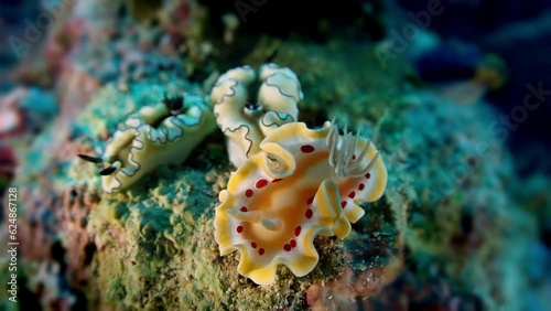 A Blood Spot Nudibranch (Glossodoris), Ardeadoris cruenta and two Siboga Glossodoris sibogae are sitting in a intact coral reef, Raja Ampat, Indonesia, Asia photo