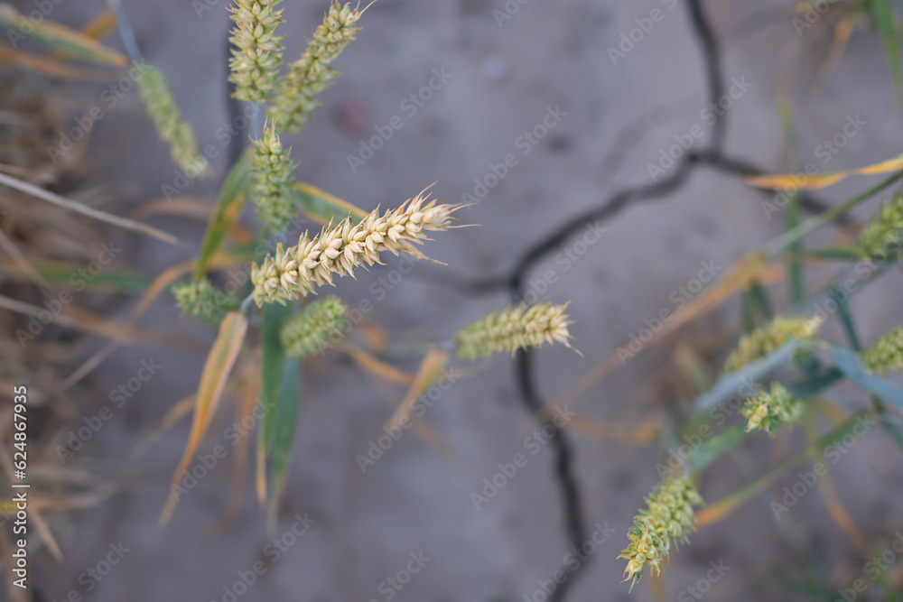 Wheat field on the farm on the dry soil. Close up Wheat field on the farm on the dry soil. Close up