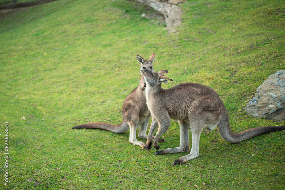 two young kangaroos fight on a green lawn two young kangaroos fight on a green lawn