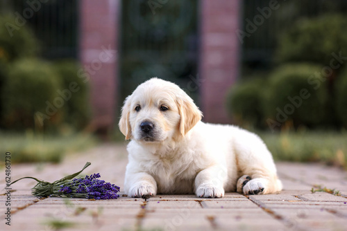 small dog puppy golden retriever labrador walking in the park with lavender flowers