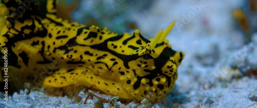 A banana nudibranch (Aegires minor) is slowly crawling across the seabed, Raja Ampat, Indonesia, Asia