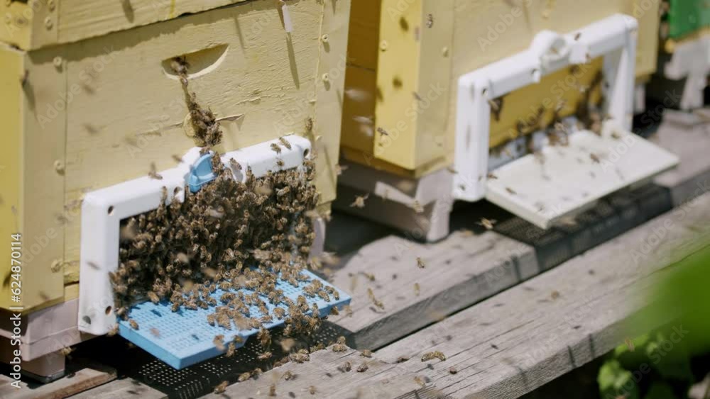 Close-up image with beehives and many swarms of bees bringing nectar to the hives. Concept of making natural bee honey. Hobby of beekeepers. Small investments and businesses in beekeeping Close-up image with beehives and many swarms of bees bringing nectar to the hives. Concept of making natural bee honey. Hobby of beekeepers. Small investments and businesses in beekeeping