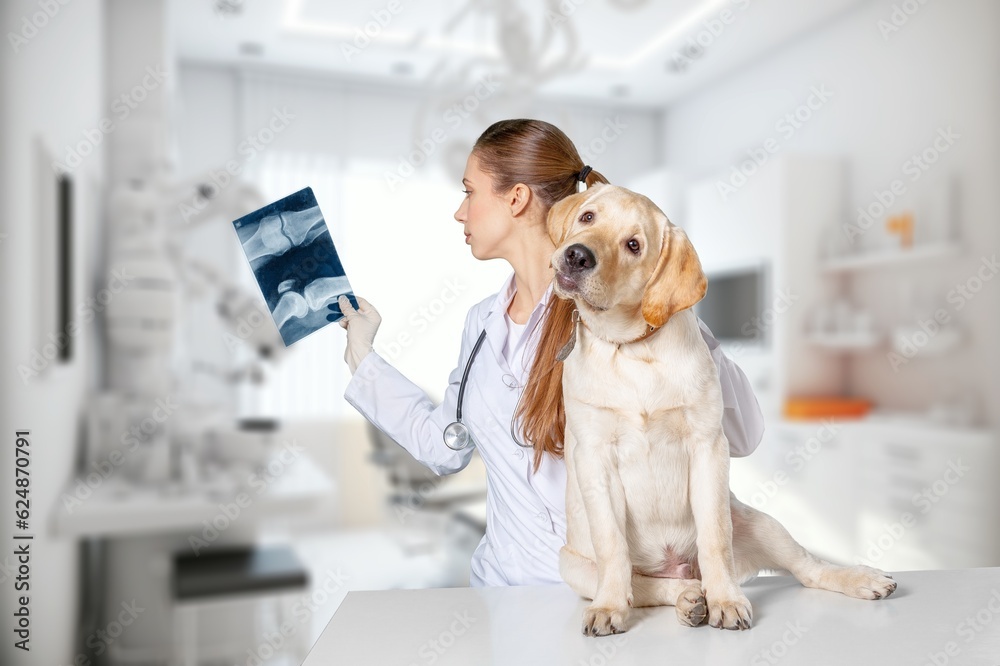 Young Veterinarian Petting a Dog in clinic Young Veterinarian Petting a Dog in clinic