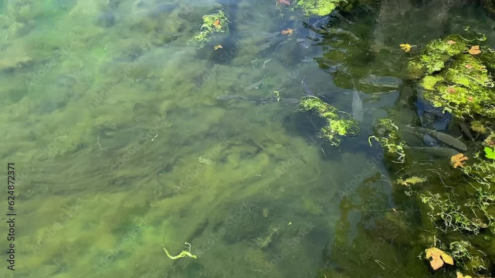 fish in shallow water against a rocky bottom with green algae giving color to the pond. High quality 4k footage fish in shallow water against a rocky bottom with green algae giving color to the pond. High quality 4k footage
