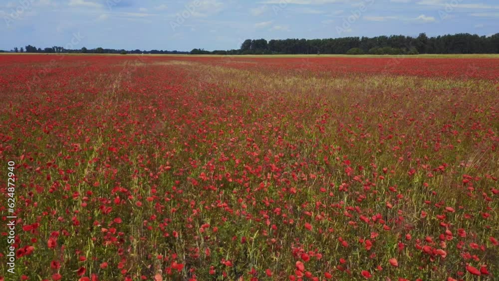 Field poppy flowers red nature rural area Spectacular aerial view flight drone Field poppy flowers red nature rural area Spectacular aerial view flight drone