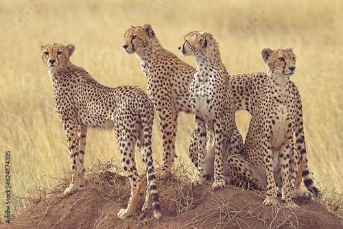 cheetah family in the savannah