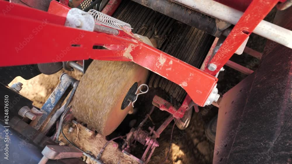 Seed sprouted potatoes roll along conveyor belt of potato planter, top view Seed sprouted potatoes roll along conveyor belt of potato planter, top view