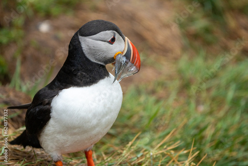 Atlantic puffin with a mouthful of fish freshly caught in Iceland © MelissaMN