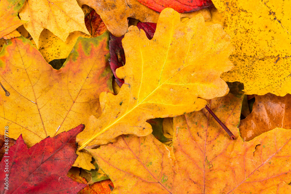 Fall leaves background