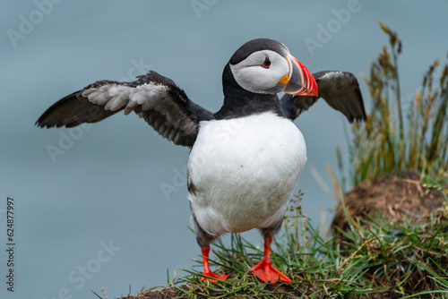 Atlantic Puffin portrait with wings out, ready to fly at Borgarfjörður eystri, Eastern Iceland photo