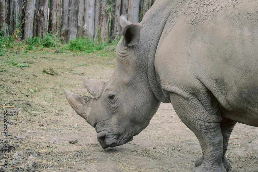 Rhino sniffing the ground. Rhinoceros head close up side view. Rhino sniffing the ground. Rhinoceros head close up side view.