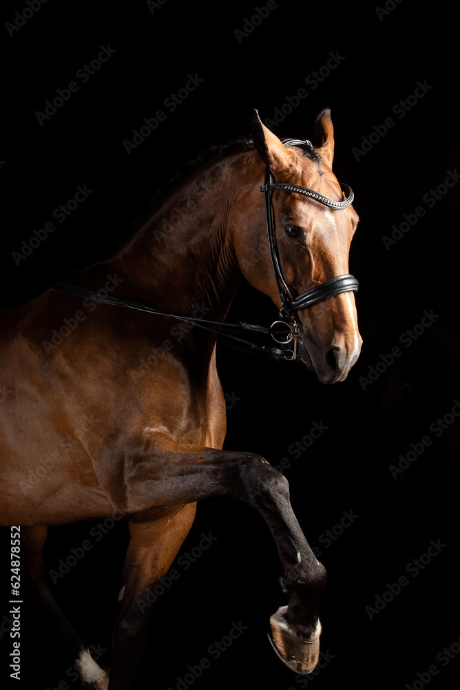 Obraz premium Portrait of bay horse with black bridle