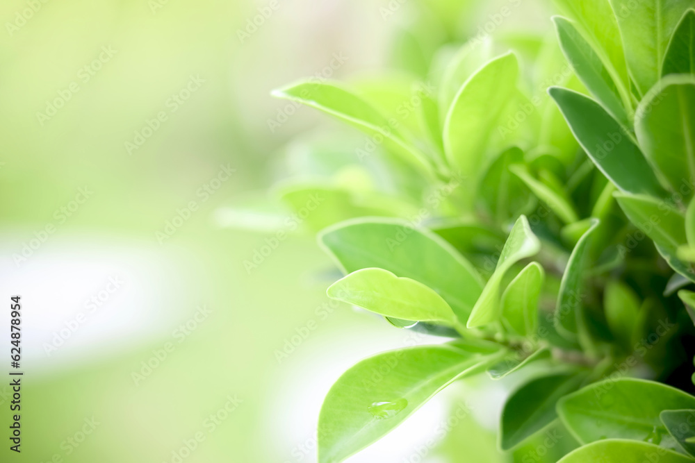 Closeup of beautiful and fresh green leaf and water drop in blurred background with morning sunlight, natural leaves plant in spring or summer garden. nature environment ecology, greenery wallpaper.