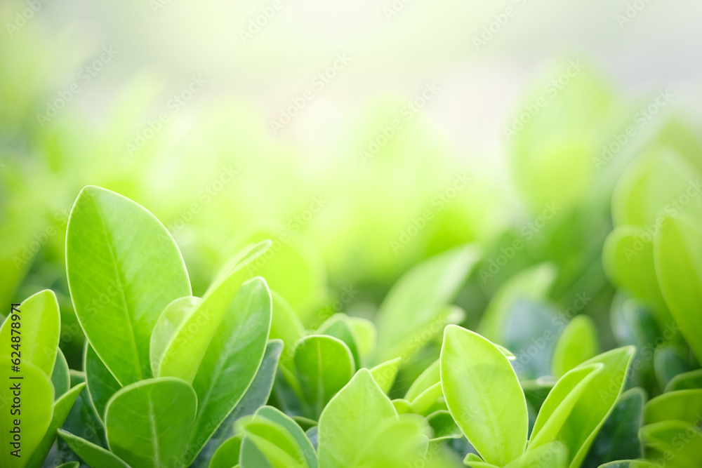 Closeup of beautiful and fresh green leaf in blurred background with morning sunlight, natural green leaves plant in spring or summer garden. nature environment ecology or greenery wallpaper. Closeup of beautiful and fresh green leaf in blurred background with morning sunlight, natural green leaves plant in spring or summer garden. nature environment ecology or greenery wallpaper.