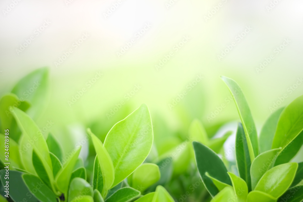 Closeup of beautiful and fresh green leaf in blurred background with morning sunlight, natural green leaves plant in spring or summer garden. nature environment ecology or greenery wallpaper.