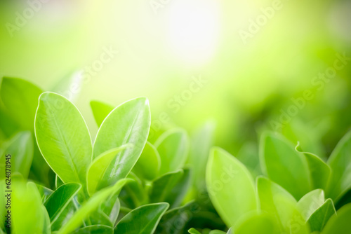Closeup of beautiful and fresh green leaf in blurred background with morning sunlight  natural green leaves plant in spring or summer garden. nature environment ecology or greenery wallpaper.
