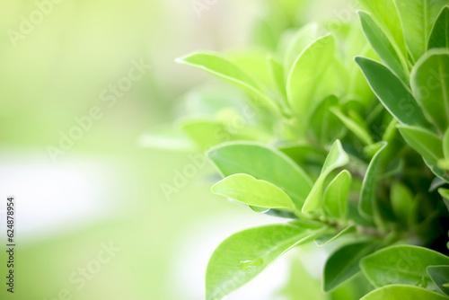 Closeup of beautiful and fresh green leaf and water drop in blurred background with morning sunlight, natural leaves plant in spring or summer garden. nature environment ecology, greenery wallpaper.
