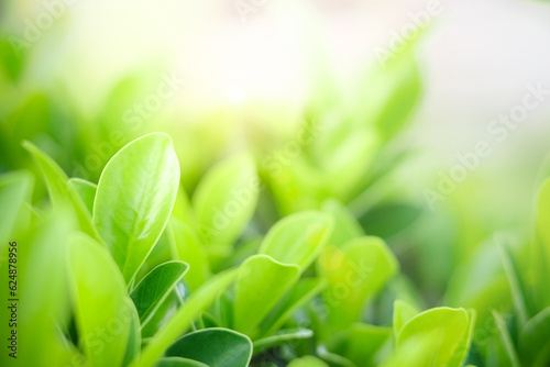 Closeup of beautiful and fresh green leaf in blurred background with morning sunlight  natural green leaves plant in spring or summer garden. nature environment ecology or greenery wallpaper.