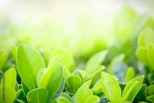 Closeup of beautiful and fresh green leaf in blurred background with morning sunlight, natural green leaves plant in spring or summer garden. nature environment ecology or greenery wallpaper.
