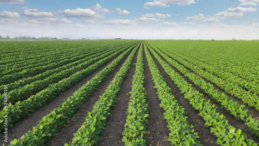 Flying above agricultural soybean field. Landscape rural scene beautiful sunny day Flying above agricultural soybean field. Landscape rural scene beautiful sunny day
