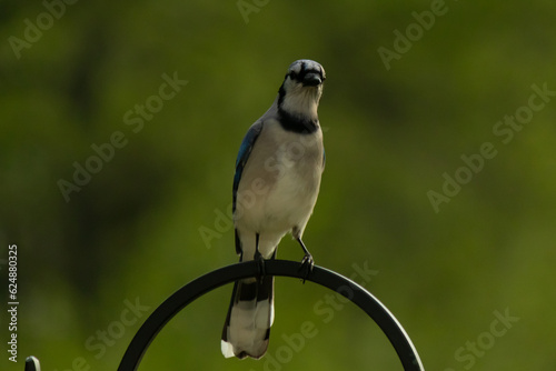 This blue jay sat perched on the shepherds hook when I took this picture. I love the blue, white, and black colors of this bird. These avians look like they have a mohawk. photo