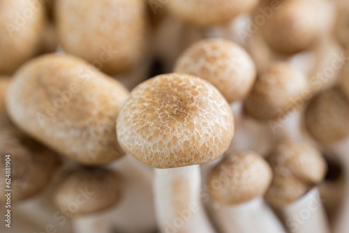 Brown shimeji mushrooms close up