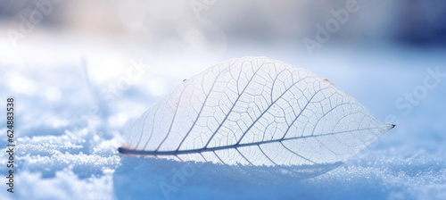 White transparent skeleton leaf on snow outdoors in winter. Beautiful texture