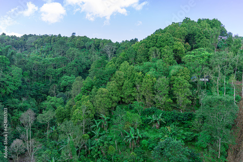 Forest view of green trees above the hills, Southeast Asian rainforest with deep jungle © Elbet