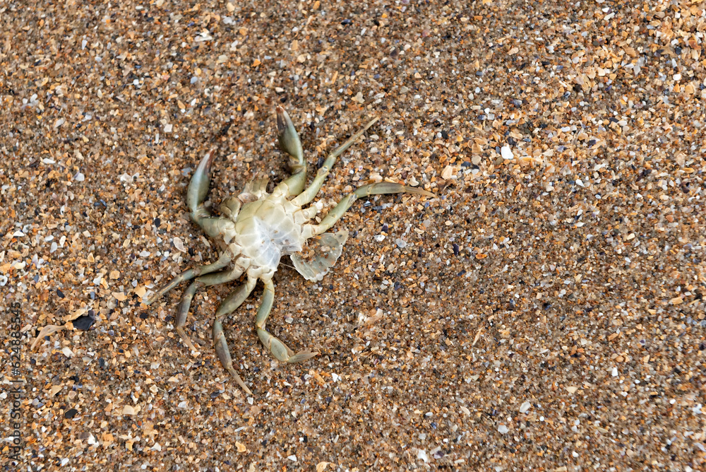 Exoskeleton of a crab after molting on the beach Exoskeleton of a crab after molting on the beach